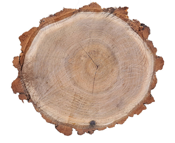 sección transversal del tronco del árbol aislado sobre fondo blanco - Foto, Imagen