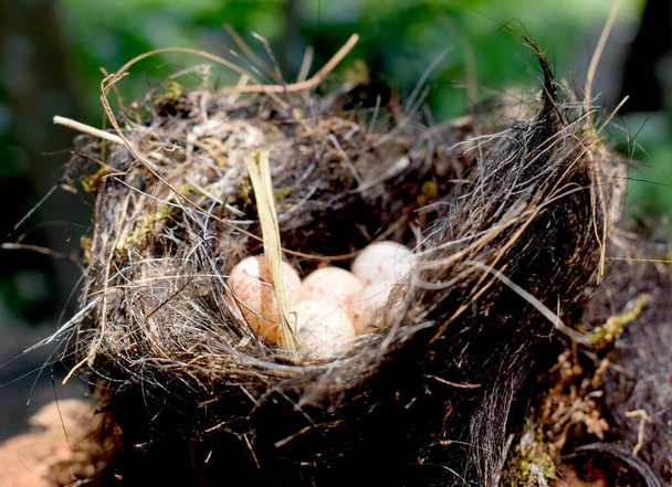 Beautiful Bird's Nest With Egg - Photo, Image