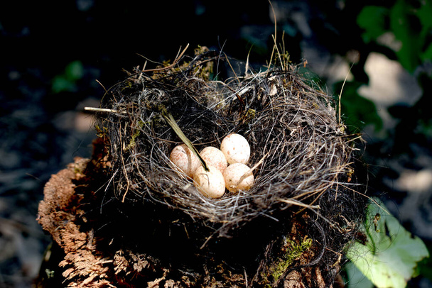 Krásné ptačí hnízdo s vejcem - Fotografie, Obrázek