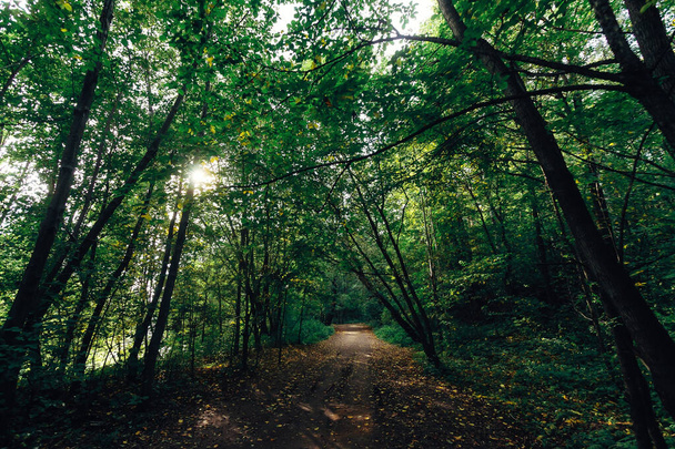 Walking road in the forest - Zdjęcie, obraz