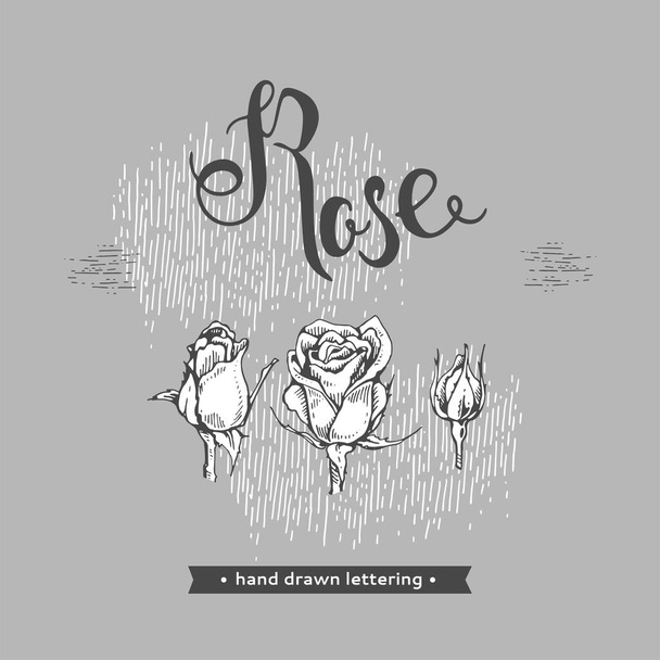 Rosen und Schriftzug Rose. Detaillierte handgezeichnete Skizzen, Vektorbotanische Illustration - Vektor, Bild