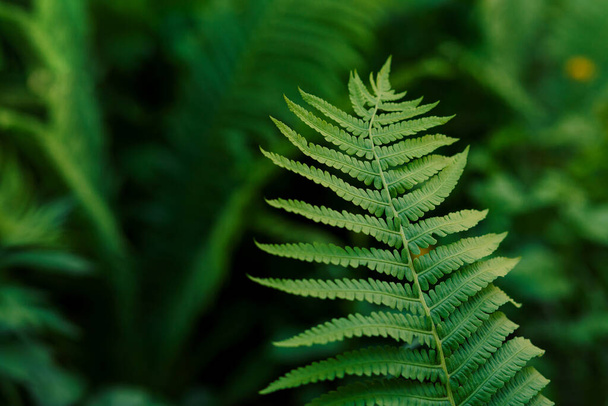 Fern leaves on a green background - 写真・画像