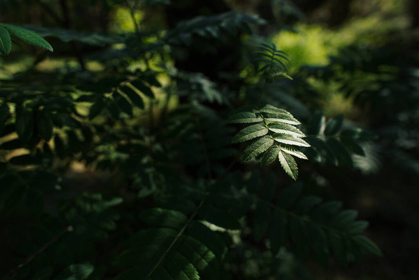Shrub leaves in the sunlight - Фото, изображение