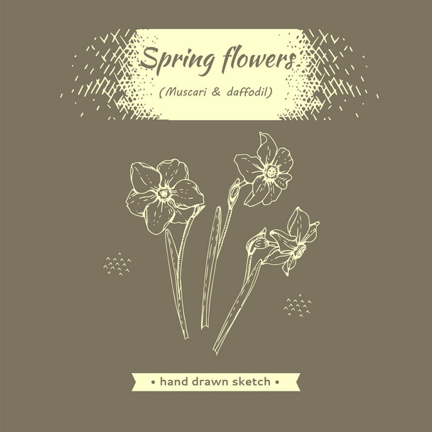 Tavaszi hibák, nárciszok. Részletes kézzel rajzolt vázlatok, vektoros botanikai illusztrációk - Vektor, kép
