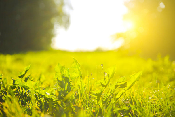 Grünes Gras im Freien bei Sonnenuntergang. Sommerliche Frühlingswiesen an einem sonnigen Tag. Naturfreundliches Foto. Tapete. Löwenzahnblätter. - Foto, Bild