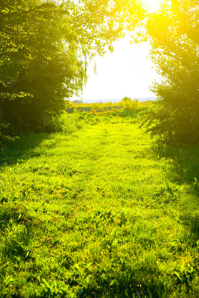 Groen gras buiten bij zonsondergang lichten. Zomer lente weiland landschap op een zonnige dag. Natuurvriendelijke foto. Behang. Paardenbloem bladeren. - Foto, afbeelding
