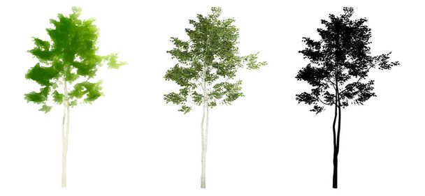Set or collection of American Beech trees, painted, natural and as a black silhouette on white background. Concept or conceptual 3d illustration for nature, ecology and conservation, strength, endurance, beauty - Photo, Image