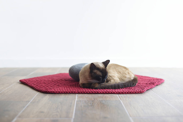 Сіамський кіт спить на килимі на білому тлі
 - Фото, зображення