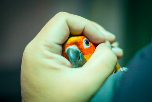 Чарівні папуги сонця на руці
 - Фото, зображення