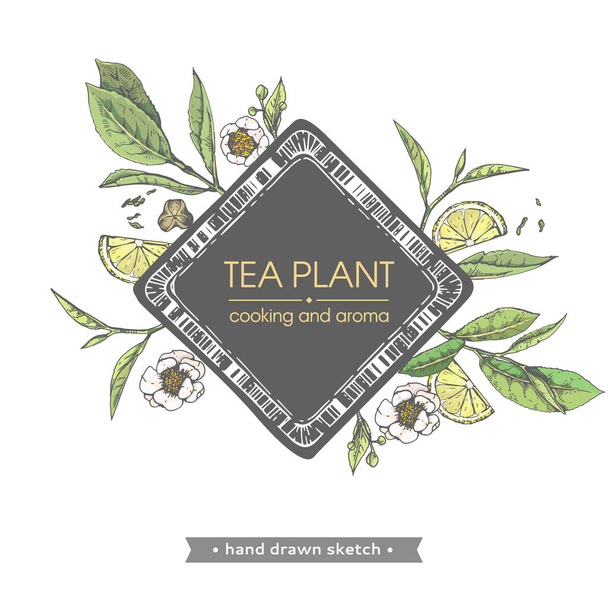 Plante à thé croquis dessinée à la main avec cuisson et arôme, illusion vectorielle. - Vecteur, image