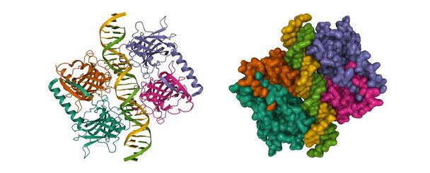 Четыре молекулы клеточной опухоли антиген p53 в комплексе с ДНК, 3D мультфильм и гауссовой модели поверхности, белый фон. - Фото, изображение