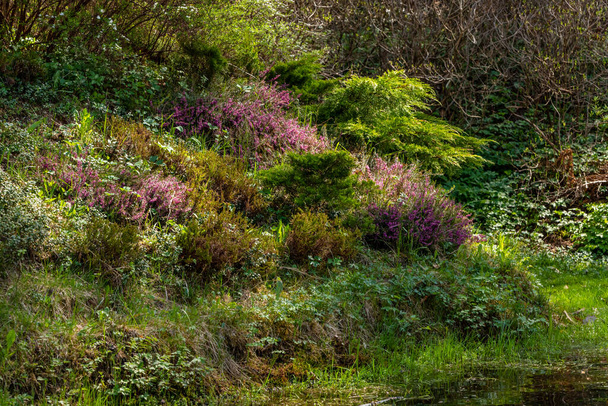 Sun is shining to hill near pond covered with different colors of plantation. Common heather (Calluna vulgaris), Thuja occidentalis and other plants growing wild on knoll near water in shadow.  - Photo, Image