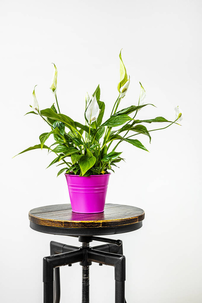 Lily Spathiphyllum, siyah endüstriyel taburede beyaz arka planda tahta koltuklu sıcak pembe metal tencereyle. - Fotoğraf, Görsel