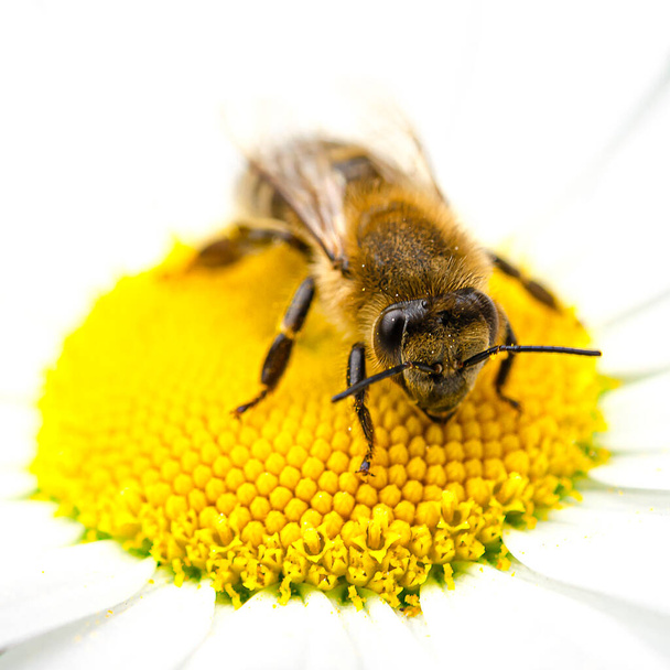 The bee sits on a chamomile flower and collects nectar - Фото, изображение