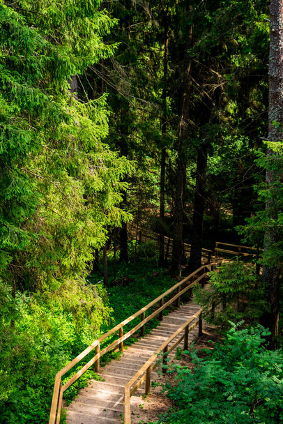 Fa lépcső megy le az erdő közepén - Fotó, kép