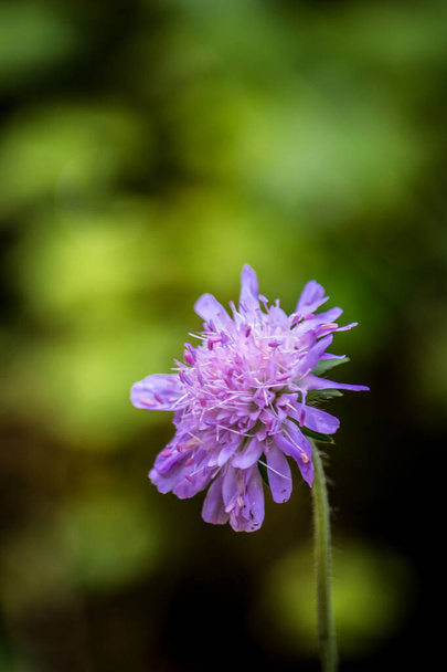 Flor del bosque púrpura sobre un fondo borroso - Foto, imagen