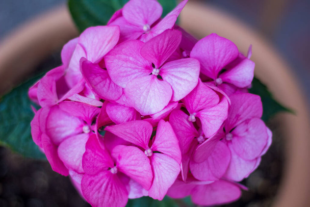 Flor de hortensia rosa de primer plano en un jardín - Foto, imagen