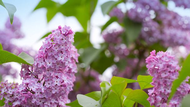 Branch with spring lilac flowers in garden. - Photo, Image