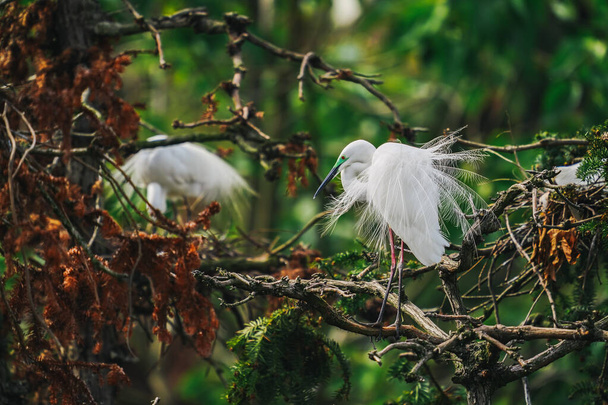 belos pássaros brancos empoleirados na árvore - Foto, Imagem