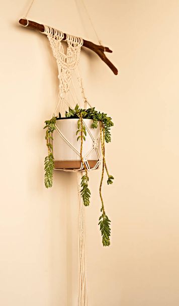 Sappige bloem in pot opknoping op beige muur met de hand gemaakte macrame, potplant, plantkunde, home decor - Foto, afbeelding