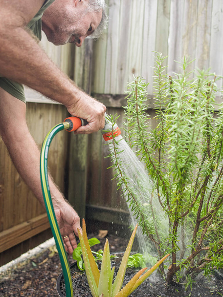 L'uomo anziano taglia il rosmarino nel cortile. Giardinaggio domestico, erbe e piante in giardino - Foto, immagini