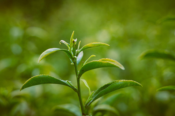 close up shot of fresh growing tea leaves  - Фото, изображение