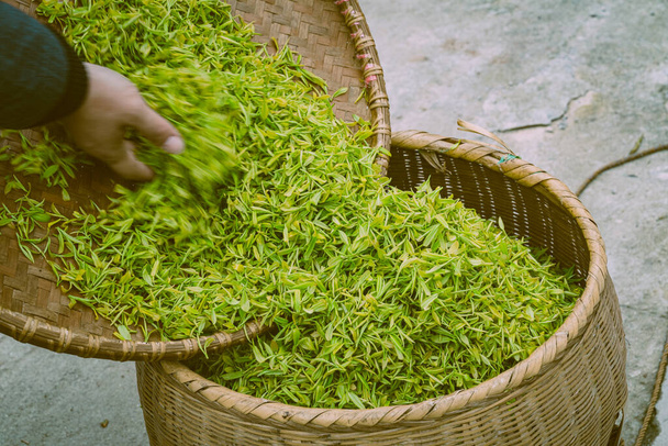 trabajador poniendo hojas de té en la cesta - Foto, imagen