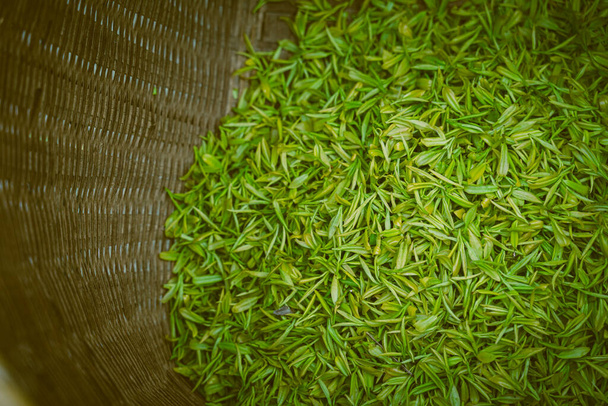 hojas de té frescas recogidas en cesta - Foto, Imagen