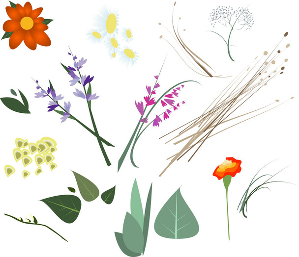 Set vector bloemen en bladeren voor decoratie - Vector, afbeelding