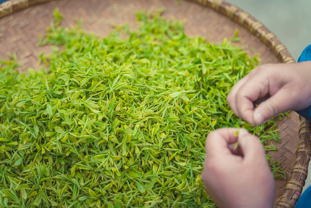 ręce pracowników sortowanie liści herbaty - Zdjęcie, obraz