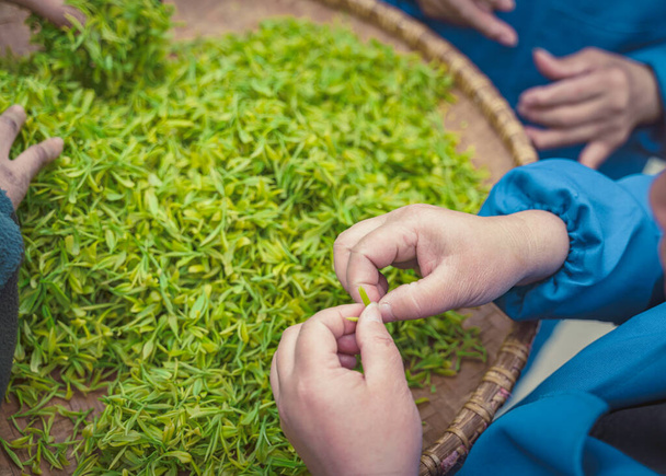 les mains des travailleurs triant les feuilles de thé - Photo, image