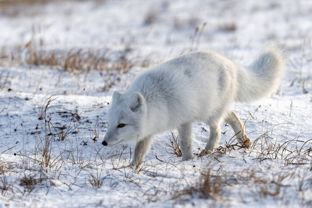 Арктична лисиця (Vulpes Lagopus) в зимовий час у сибірській тундрі. - Фото, зображення