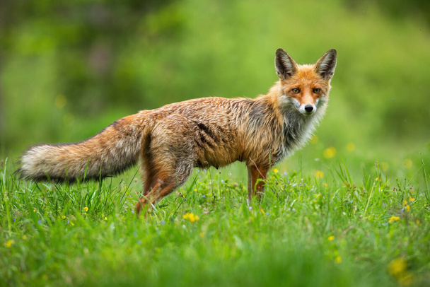 Цікава червона лисиця, вульфи, що стоять під час полювання на лугу дикої квітки
 - Фото, зображення