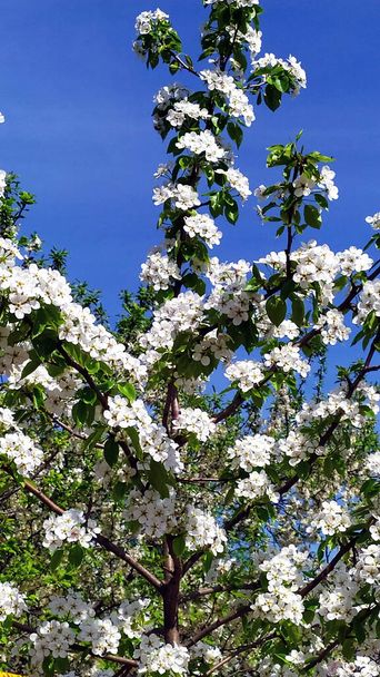 Blooming pear in the garden. Pear branch against the blue sky. Fruit trees in early spring. Vertical floral background. - Фото, зображення