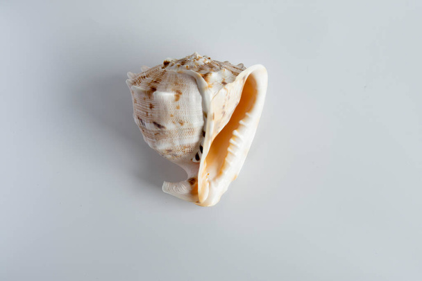 real seashell; an enormous natural wonder and a decorative object - Photo, Image