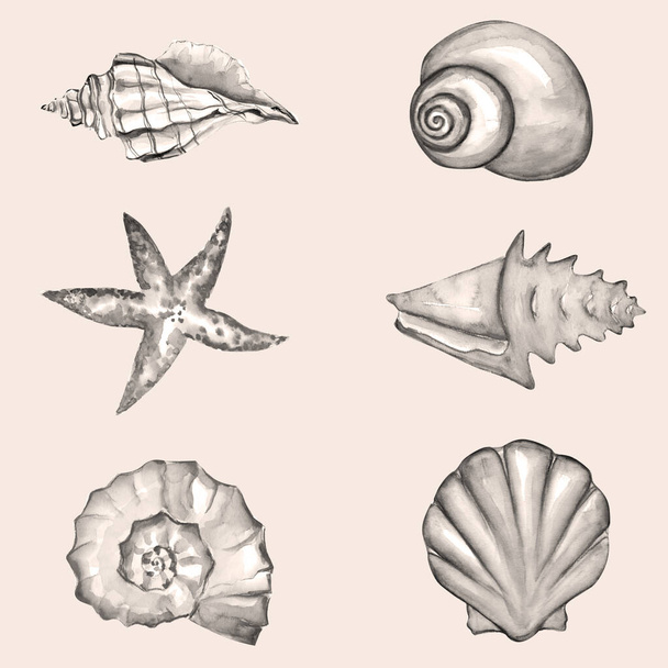 Set Dibujado a mano Acuarela ilustración de concha marina - Foto, imagen