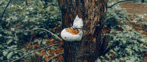 Trutovik, a parasitic fungus growing on the trunk of a tree. Used for pharmaceutical and food purposes. - Photo, Image