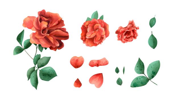 Ensemble de roses aquarelle rouge. Illustration botanique avec fleurs roses chaudes, pétales, feuilles, bourgeons - Photo, image
