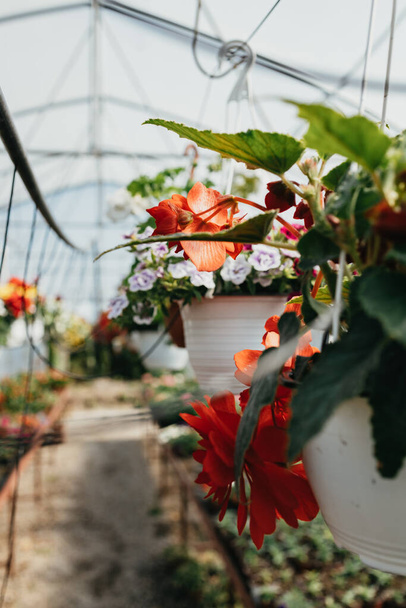 Beautiful and large greenhouse interiors or indoors. Plenty of gorgeous flowers. Selective focus. - Foto, immagini