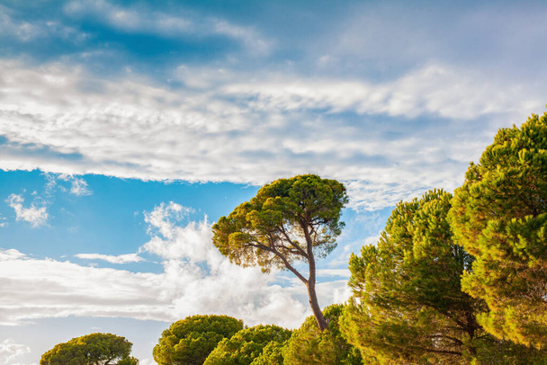 Pino de piedra en el bosque en un día brillante, costa sur de Turquía en el Mediterráneo. Pinus pinea también se conoce como pino paraguas o pino parasol cultivado por sus piñones comestibles. - Foto, imagen