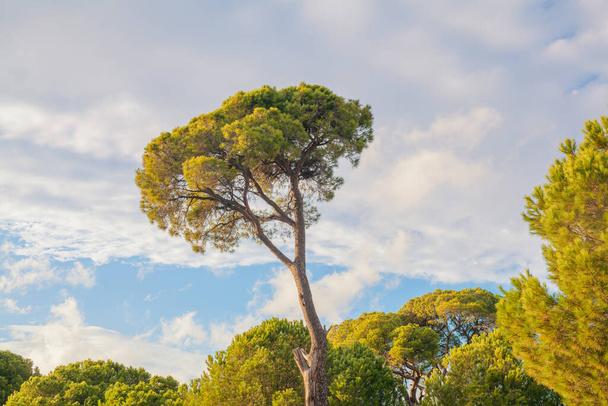 Stone pine in the forest in a bright day, south coast of Turkey in Mediterranean. Pinus pinea also know as umbrella pine or parasol pine cultivated for their edible pine nuts. - Photo, Image