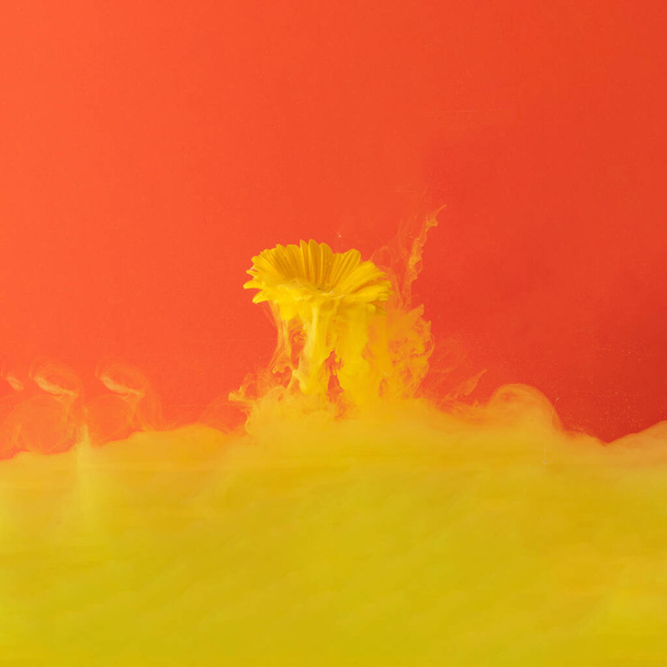 abstrakcyjna jaskrawo oświetlająca żółta farba płynna ze świeżym żółtym kwiatem na jasnoczerwonym tle. płynna twórcza kompozycja koncepcyjna z przestrzenią do kopiowania. minimalny naturalny luksus sztuki abstrakcyjnej - Zdjęcie, obraz