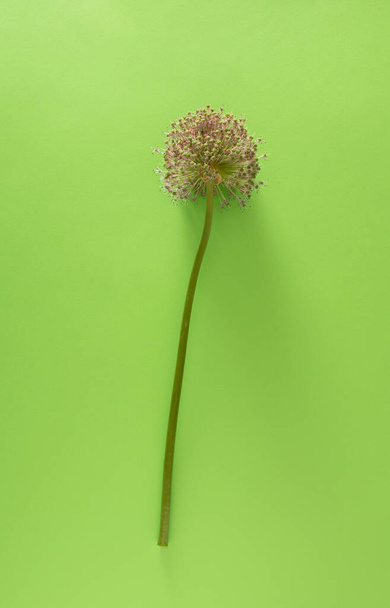 flor de cebola fresca no fundo verde brilhante. mínimo flat lay. fundo criativo - Foto, Imagem