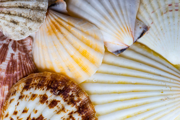 Καλοκαιρινό φόντο με ποικιλία θαλασσινών οστράκων σε τσιμεντένιο φόντο - Φωτογραφία, εικόνα