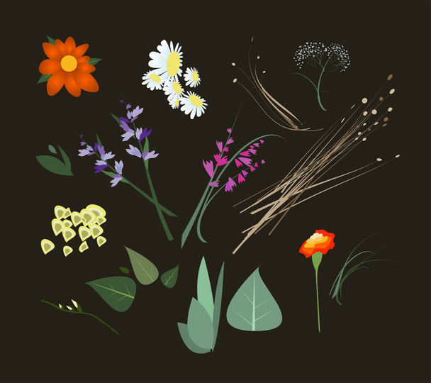 Zestaw kwiatów wektorowych i liści do dekoracji - Wektor, obraz