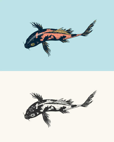 Koi sazan balığı, Japon balığı. Koreli hayvan. Poster ya da etiket için oymalı el çizimi sanat eseri Vintage dövmeli monokrom çizimi. - Vektör, Görsel