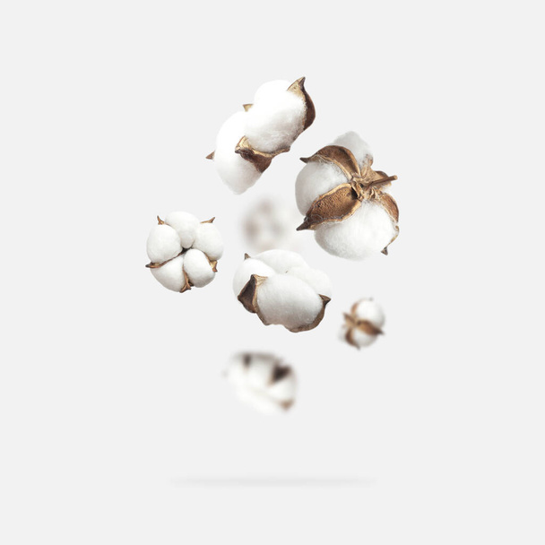 Flores blancas de algodón volador aisladas sobre fondo gris claro. Delicado fondo de algodón de belleza. Fibra orgánica natural, agricultura, semillas de algodón, materias primas para la tela. - Foto, imagen