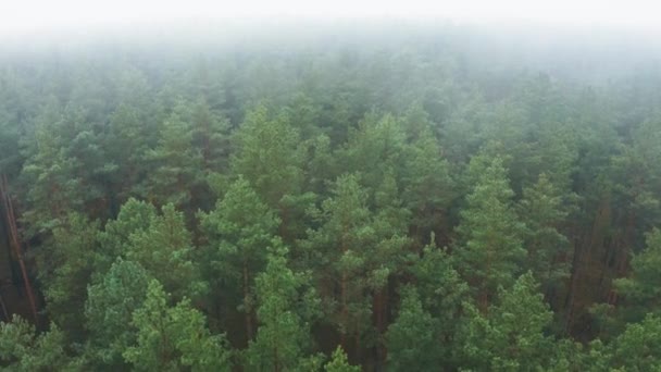 Aerial View 4K Repülés Felett Csodálatos Ködös Erdő Tájkép. Szcenikus kilátás az őszi ködös reggelre a Misty Forest Park erdőben. Természet Emelkedett kilátás - Felvétel, videó