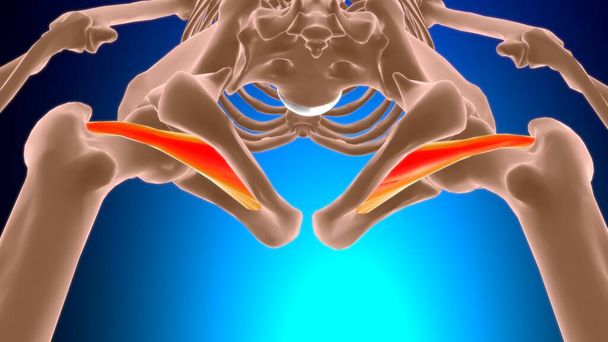 Obturator externus Muskelanatomie für medizinisches Konzept 3D Illustration - Foto, Bild