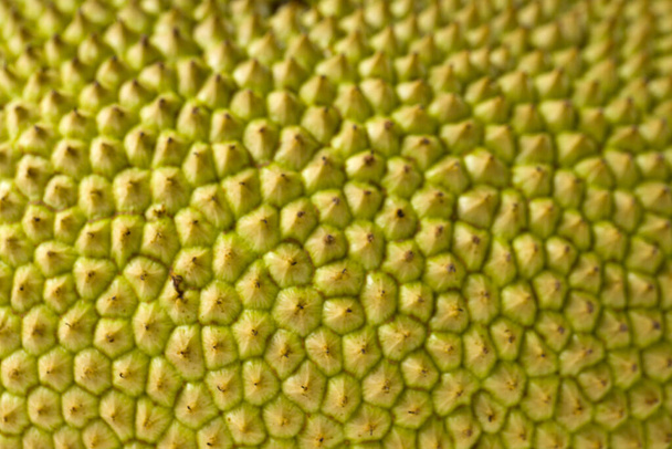 Jackfruit τοποθετημένα όμορφα σε γκρι και λευκό φόντο, απομονωμένα. - Φωτογραφία, εικόνα